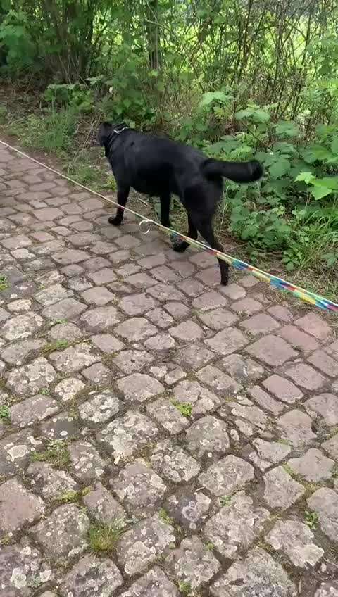 "Notfall"-Reaktion bei Leinenreaktivität-Beitrag-Bild