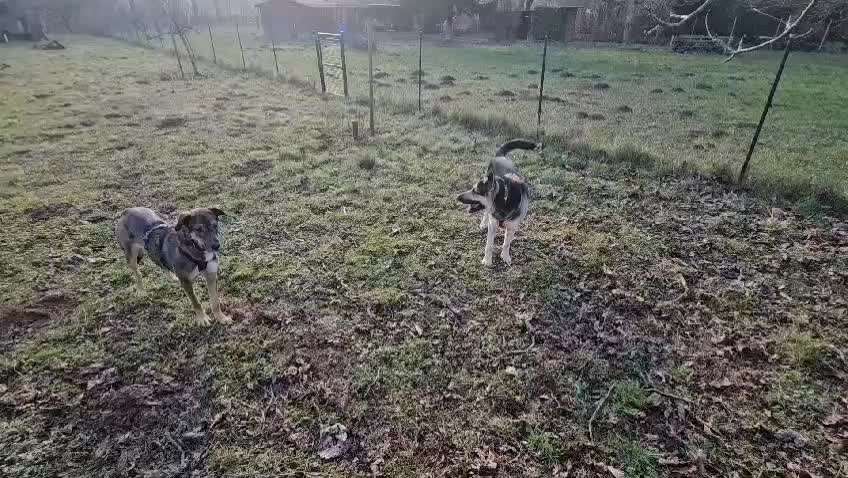 Junghund Aggression andere Hunde-Beitrag-Bild