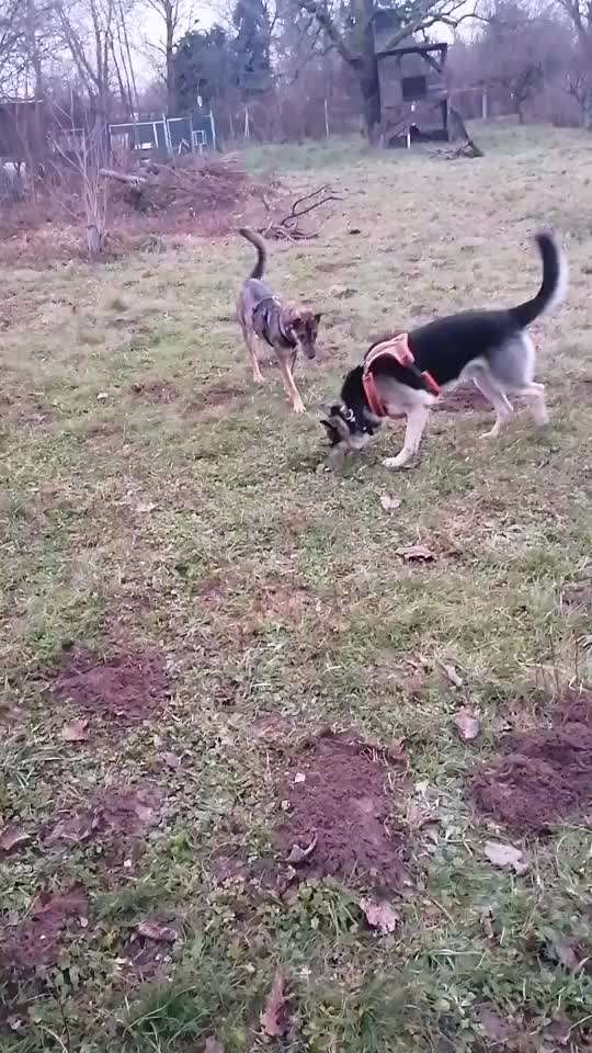 Junghund Aggression andere Hunde-Beitrag-Bild