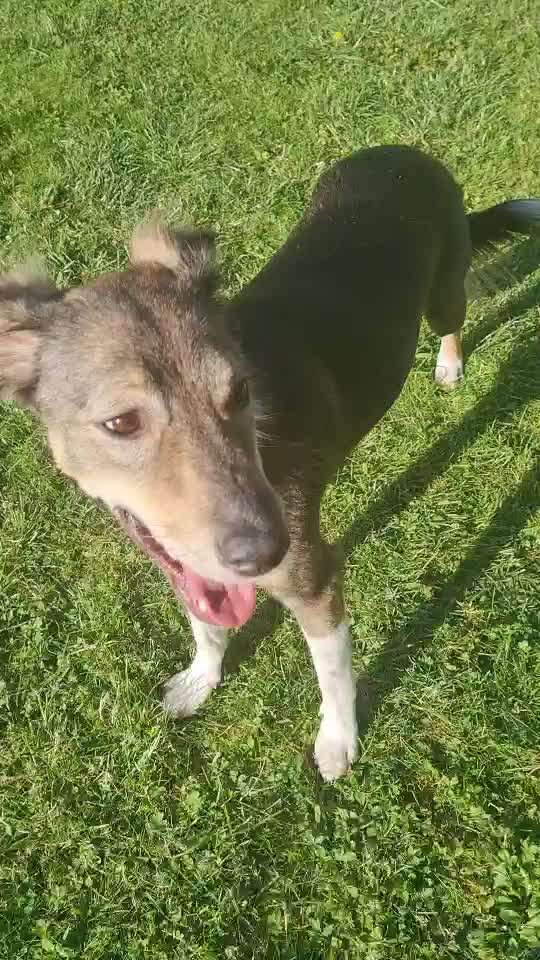 Hunde aus dem Tierschutz: Bulgarien-Beitrag-Bild