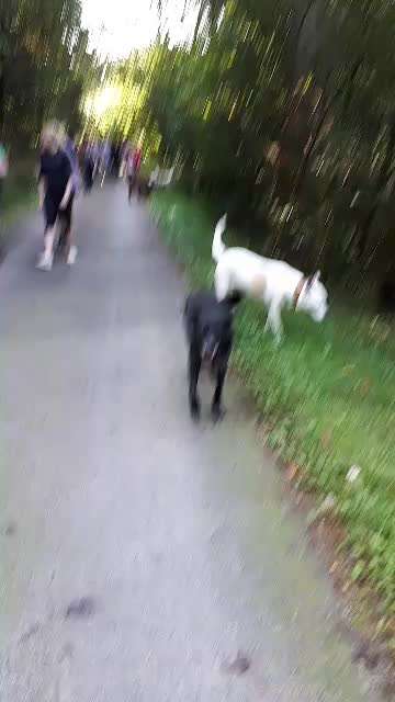 Hundewanderungen in Niederbayern für Raum Passau, Deggendorf, Freyung, Bodenmais und Grafenau...-Beitrag-Bild