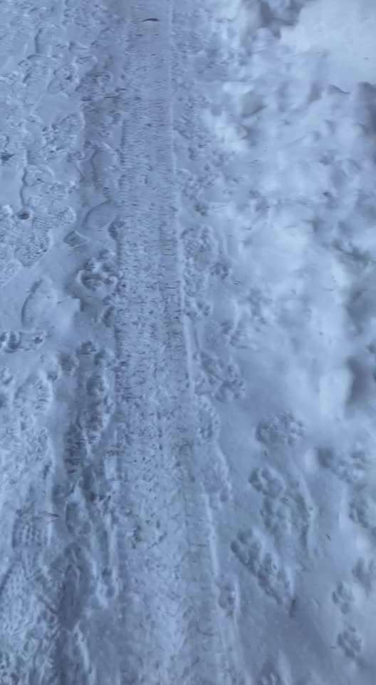 Hundekot wegräumen-Beitrag-Bild