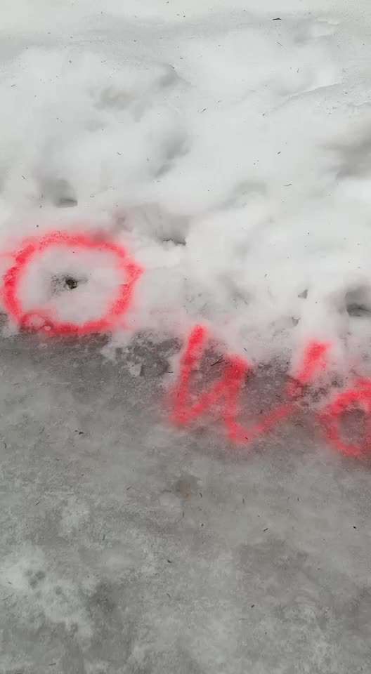 Hundekot wegräumen-Beitrag-Bild