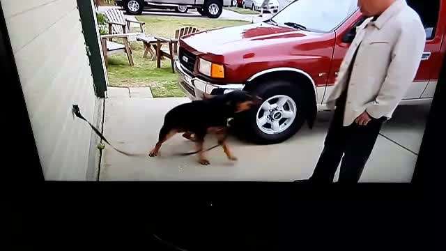 Eure Meinung zu Cesar Millan-Beitrag-Bild