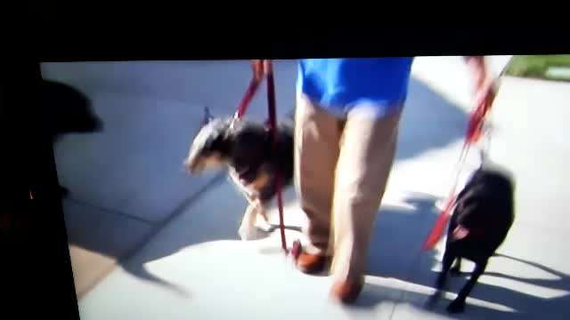 Eure Meinung zu Cesar Millan-Beitrag-Bild