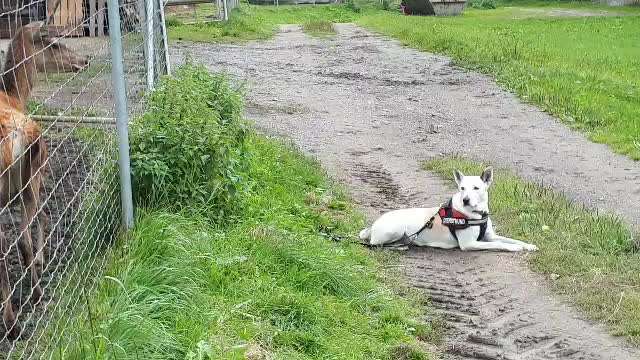 Jäger- Freund oder Feind der Hundehalter...-Beitrag-Bild