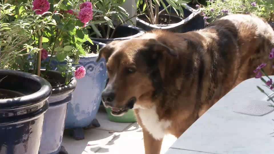 Unterbringung Hund während des Urlaubs-Beitrag-Bild