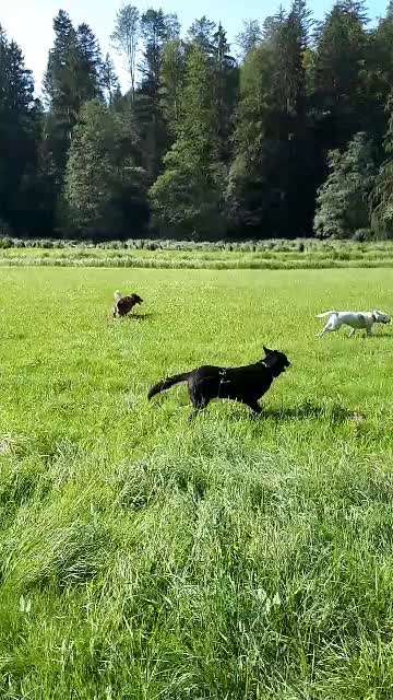 Hundewanderungen in Niederbayern für Raum Passau, Deggendorf, Freyung, Bodenmais und Grafenau...-Beitrag-Bild