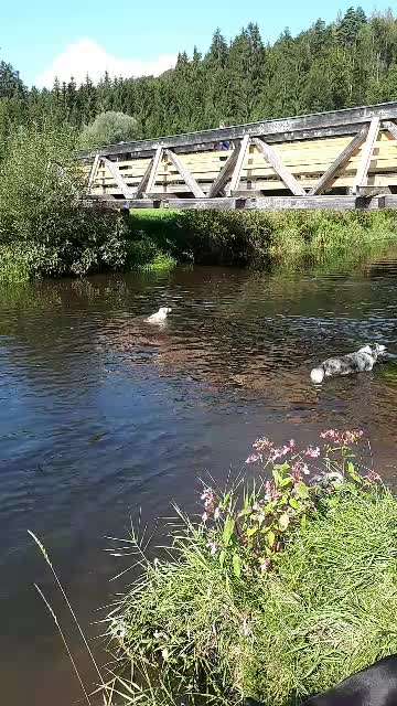 Hundewanderungen in Niederbayern für Raum Passau, Deggendorf, Freyung, Bodenmais und Grafenau...-Beitrag-Bild