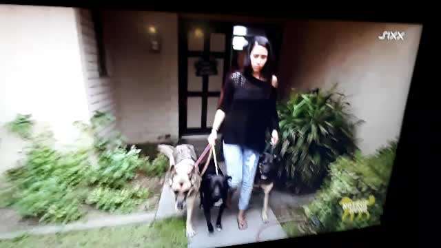 Eure Meinung zu Cesar Millan-Beitrag-Bild