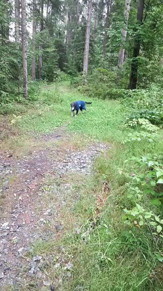 Kleidung für den Labrador?-Beitrag-Bild