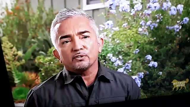 Eure Meinung zu Cesar Millan-Beitrag-Bild