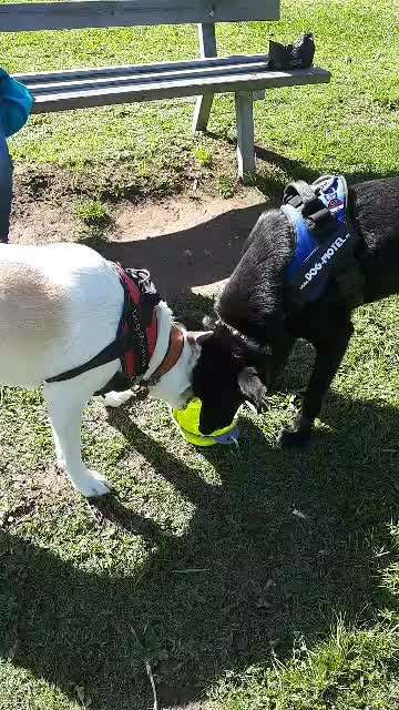 Welche Rasse steckt drin außer Husky-Beitrag-Bild