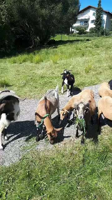 Anti-Bell-Halsbänder, was haltet ihr davon?-Beitrag-Bild