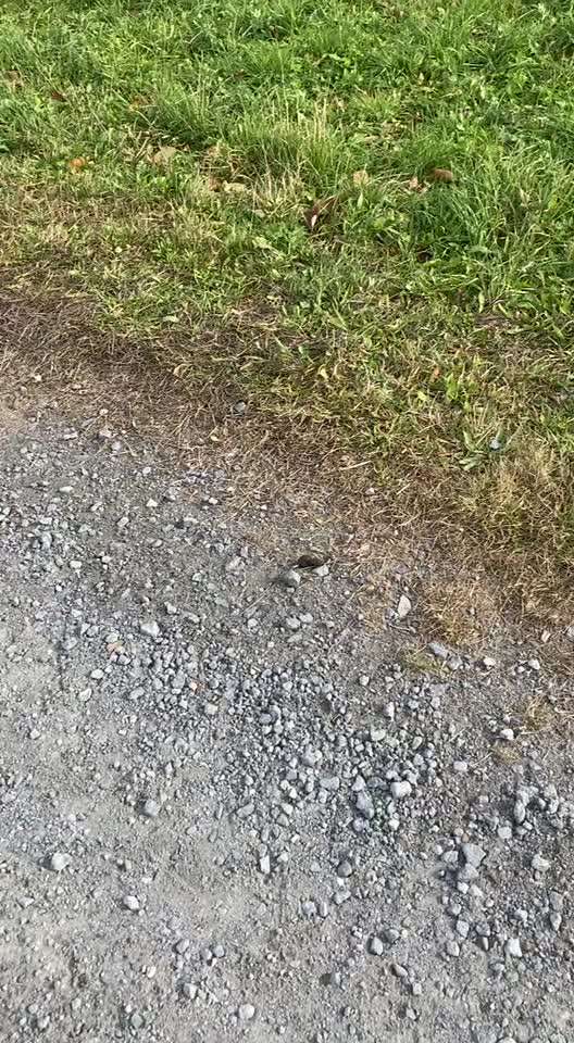 Hundekot wegräumen-Beitrag-Bild