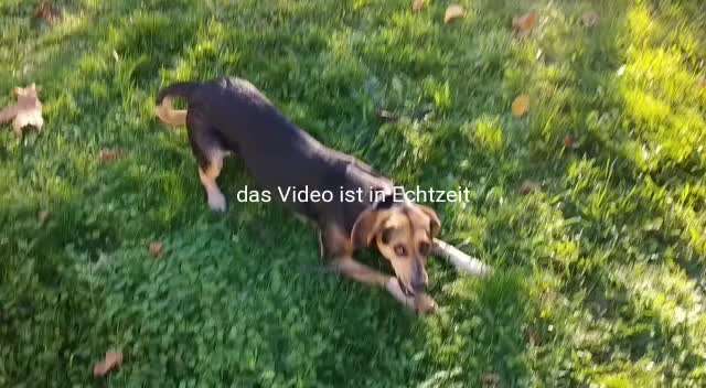 Griechische Bracke-Beitrag-Bild