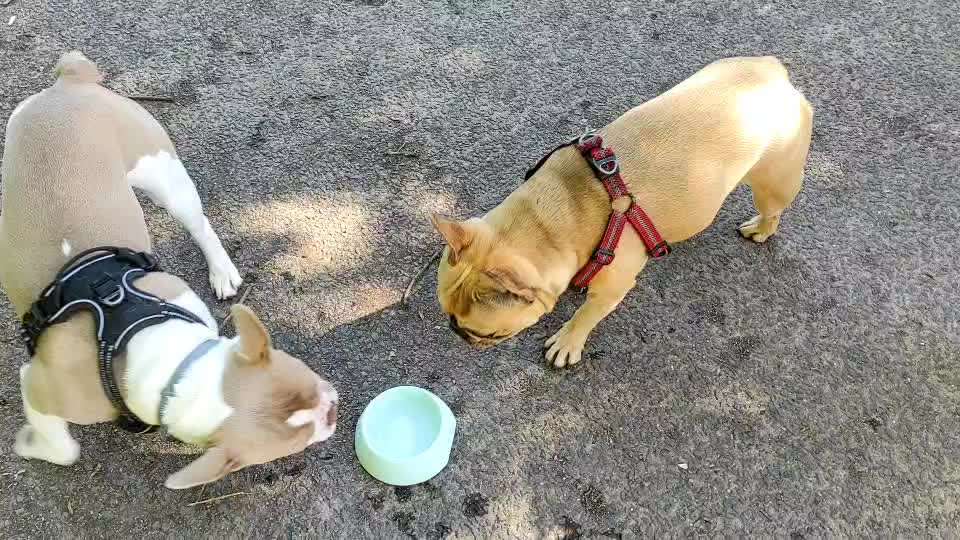 Französische Bulldoggen-Beitrag-Bild