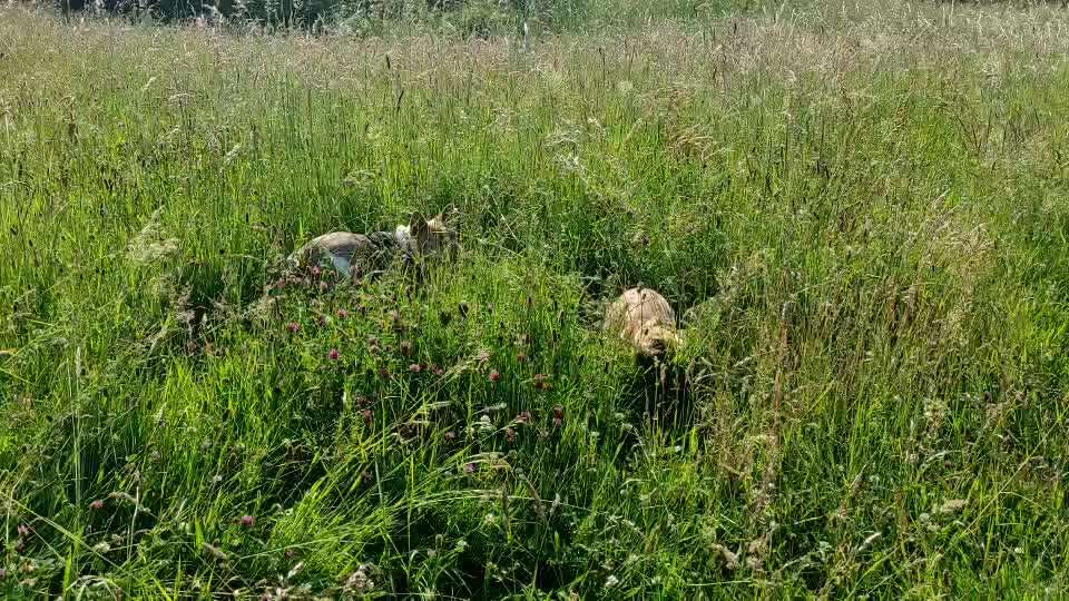 Französische Bulldoggen-Beitrag-Bild