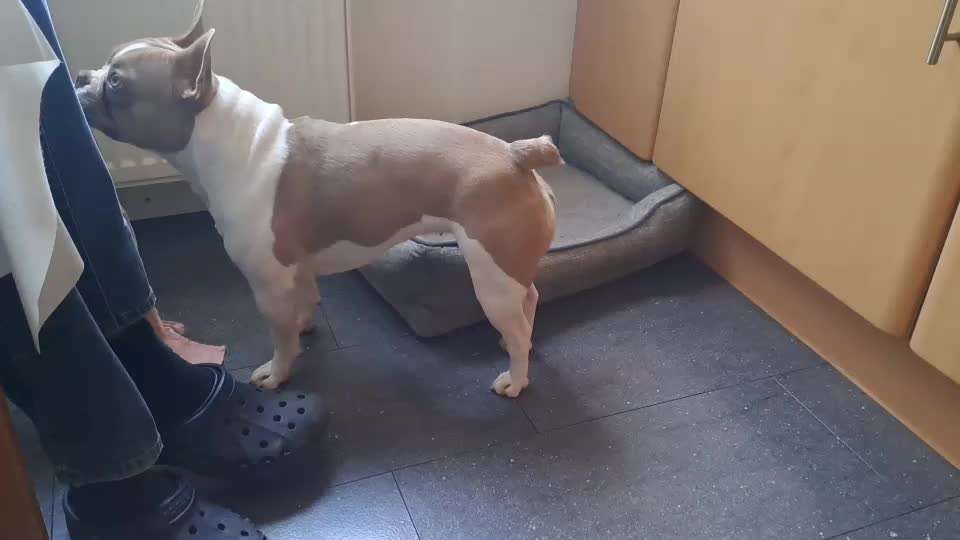 Französische Bulldoggen-Beitrag-Bild