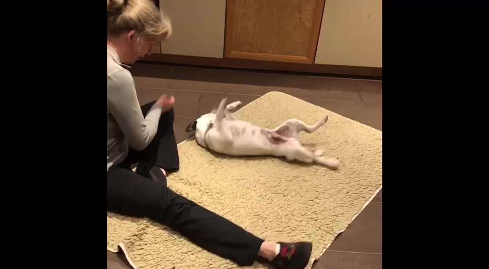 Dogorama Photo Challenge - Tricks, Tricks & Tricks!-Beitrag-Bild