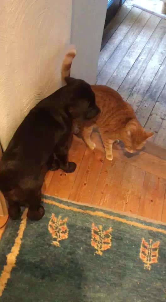 Hund und Katz Momente-Beitrag-Bild