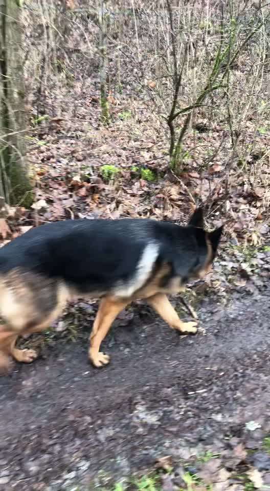 Alles rund um den Schäferhund, diskutieren erwünscht.-Beitrag-Bild