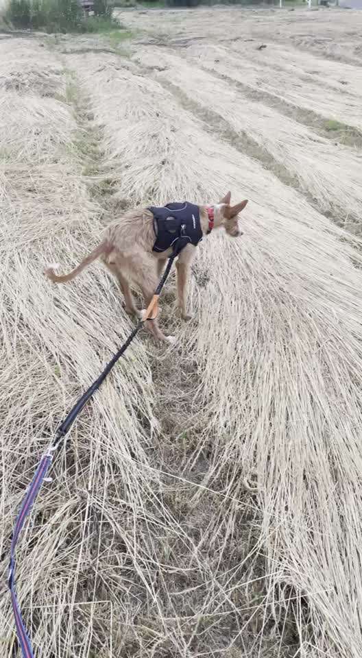 Immer der Nase nach - die schönsten Jagdhund-Bilder-Beitrag-Bild