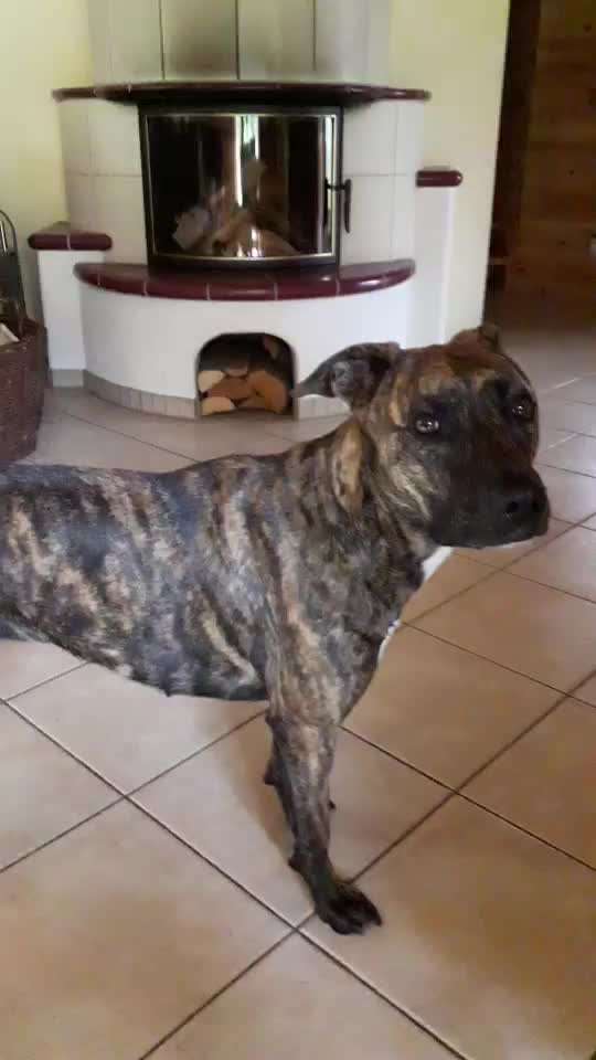 Trickdogging-Beitrag-Bild