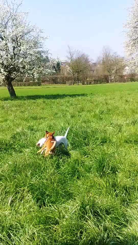 Zeigt hier Euer liebstes Video Eurer Hunde-Beitrag-Bild