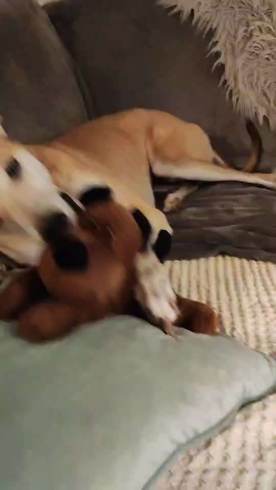 Windhunde - Treffen der besonderen Schönheiten
HERZLICH WILLKOMMEN-Beitrag-Bild