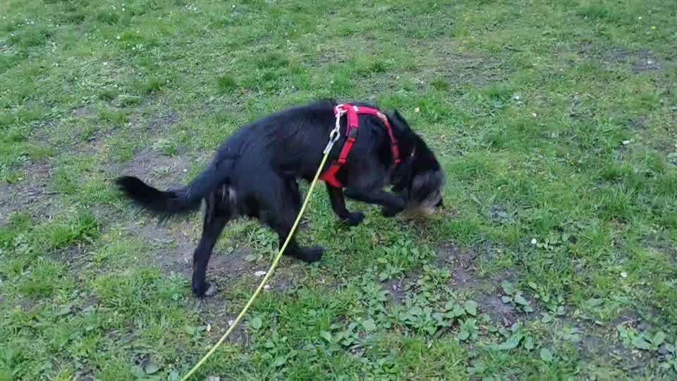 Wie sitzt mein Geschirr?-Beitrag-Bild