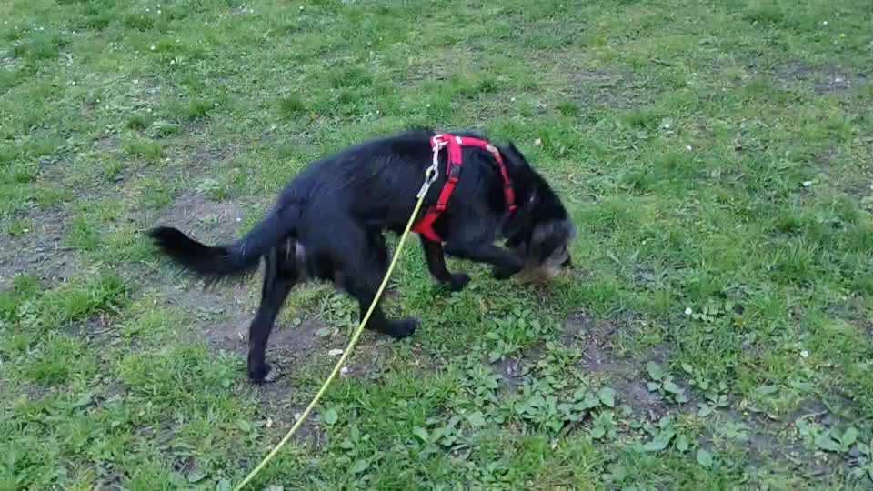 Wie sitzt mein Geschirr?-Beitrag-Bild