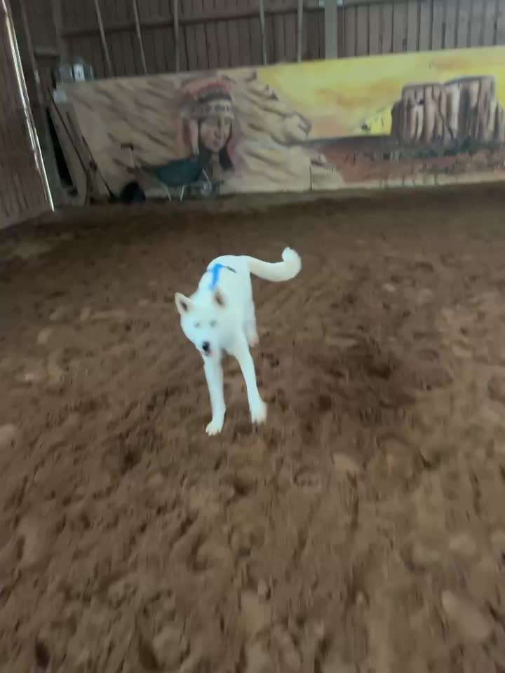 TierschutzhundeStammtisch🐕-Beitrag-Bild