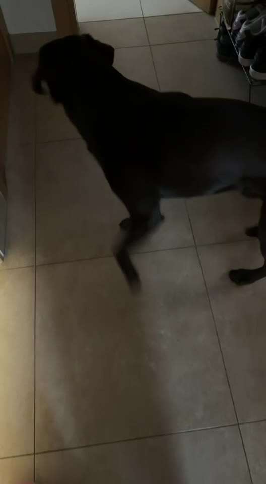 aktuelles Foto Gruppe Labrador