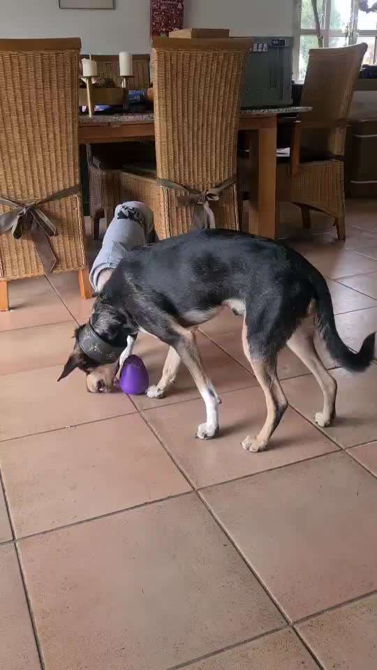 Windhunde - Treffen der besonderen Schönheiten
HERZLICH WILLKOMMEN-Beitrag-Bild