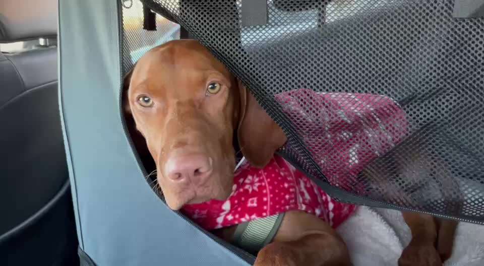 Hilfe: Hund erbricht bei Autofahrten!-Beitrag-Bild