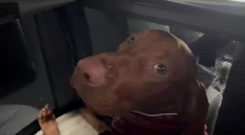 Hilfe: Hund erbricht bei Autofahrten!-Beitrag-Bild