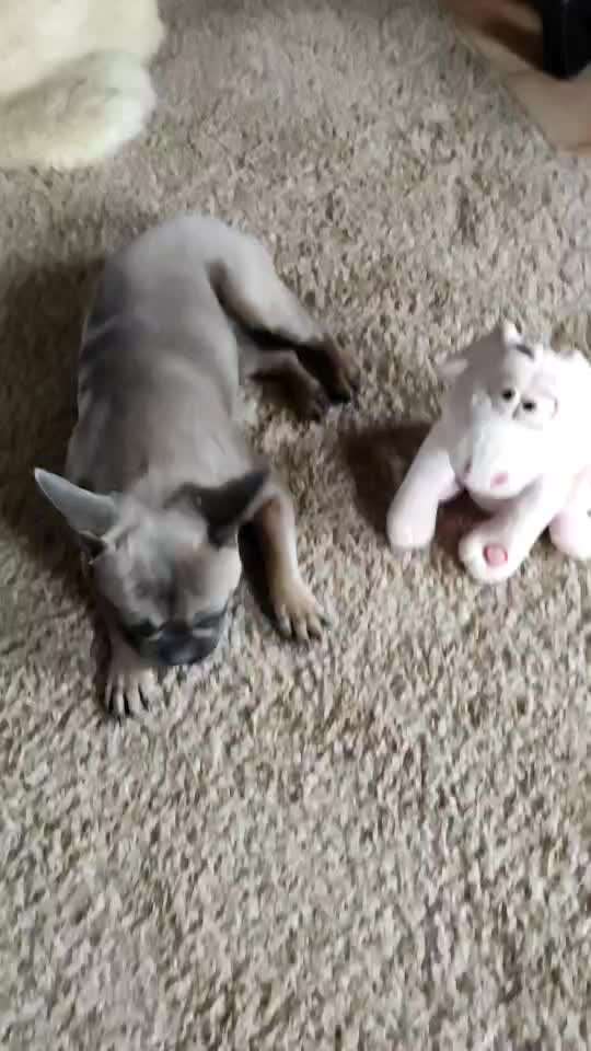 Französische Bulldoggen-Beitrag-Bild