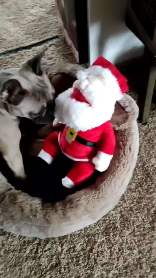 Französische Bulldoggen-Beitrag-Bild