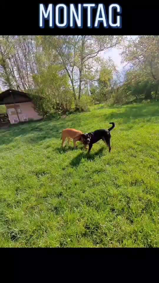 Hundeauslaufgebiet-Hundewiese am Eisbach-Bild
