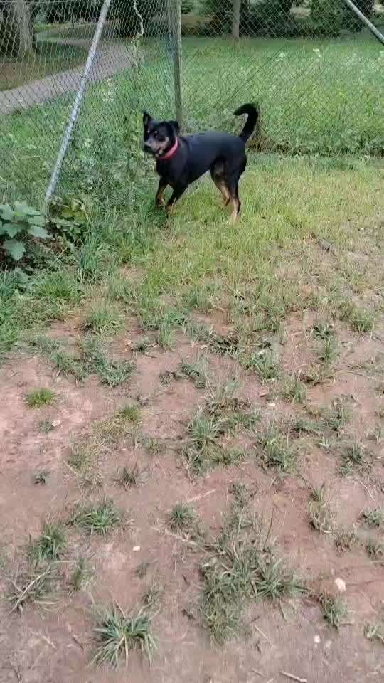 Hundeauslaufgebiet-Eingezäunte Hundewiese-Bild