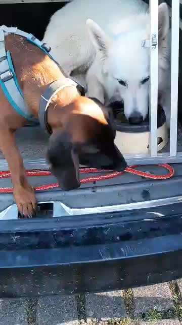 Bester Freund, Hundekumpel - zeigt her!-Beitrag-Bild