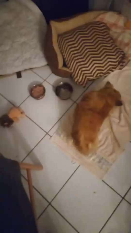 Dogorama Photo Challenge - Lieblingsspielzeug!-Beitrag-Bild