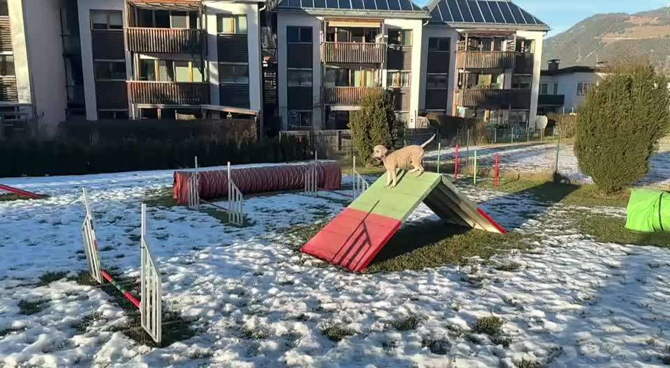 aktuelles Foto Gruppe Reisen mit Hund