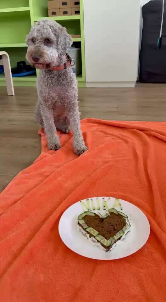 aktuelles Foto Gruppe Backen für Hunde