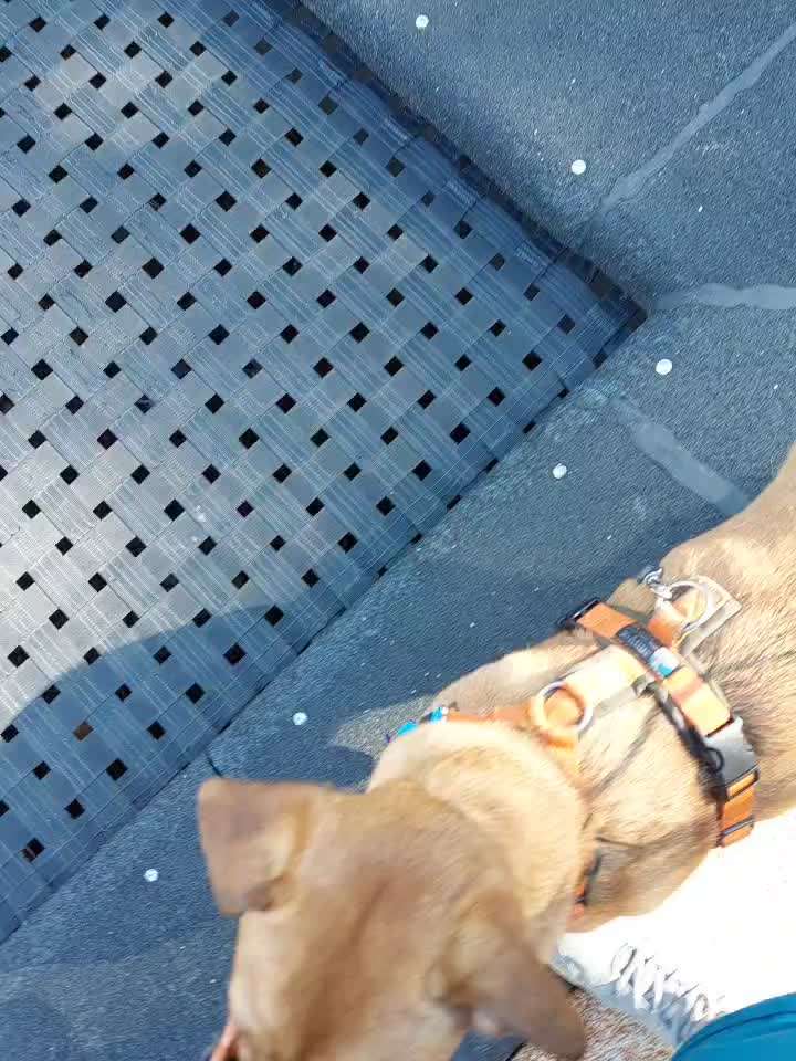 51. Impulskontrollchallenge: Maulkorb/ Ausrüstungsgegenstand tolerieren-Beitrag-Bild