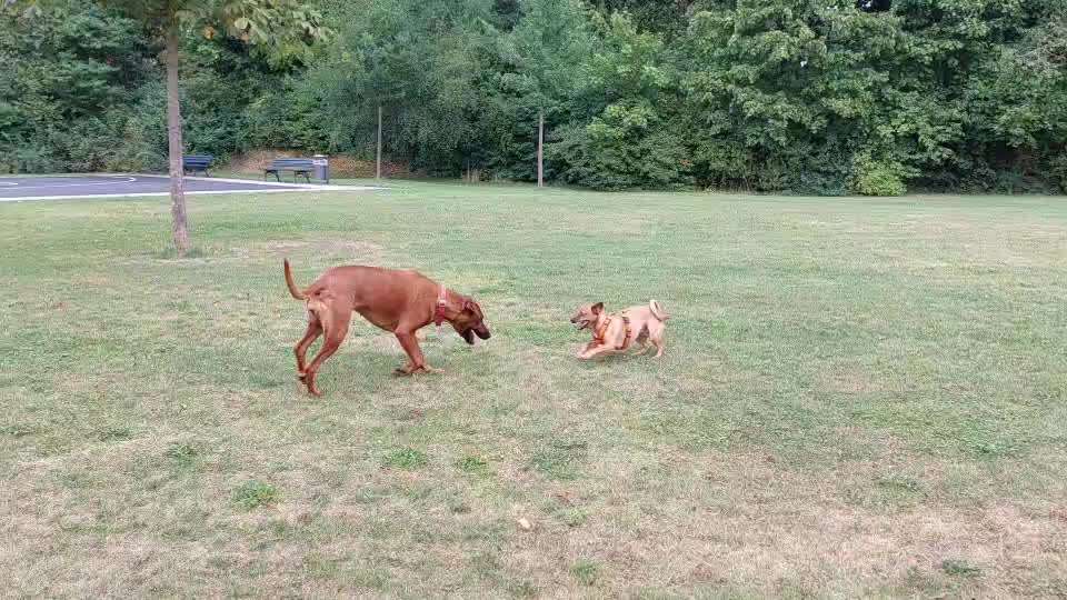 Handyvideochallenge Nr. 26 Gross und Klein-Beitrag-Bild