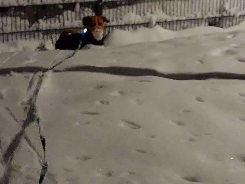 51. Impulskontrollchallenge: Maulkorb/ Ausrüstungsgegenstand tolerieren-Beitrag-Bild