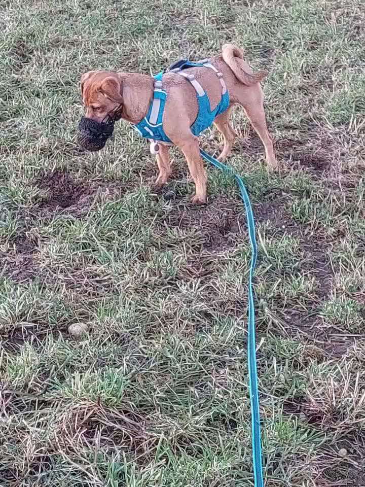 51. Impulskontrollchallenge: Maulkorb/ Ausrüstungsgegenstand tolerieren-Beitrag-Bild