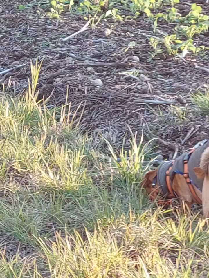 51. Impulskontrollchallenge: Maulkorb/ Ausrüstungsgegenstand tolerieren-Beitrag-Bild